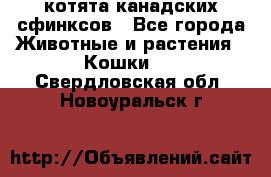 котята канадских сфинксов - Все города Животные и растения » Кошки   . Свердловская обл.,Новоуральск г.